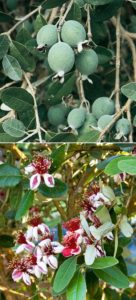 Pineapple Guava Fruit and Flowers